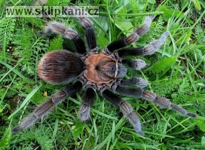 Aphonopelma-bicoloratum