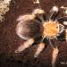 Aphonopelma bicoloratum