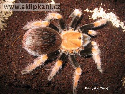 Aphonopelma-bicoloratum