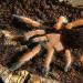 Aphonopelma bicoloratum