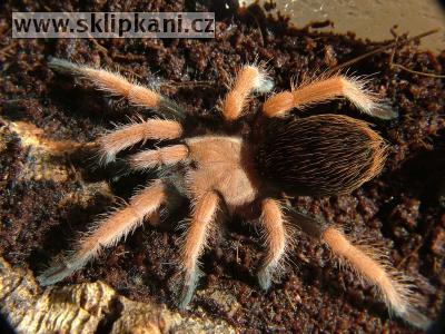 Aphonopelma-bicoloratum