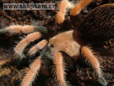 Aphonopelma-bicoloratum