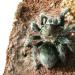 Aphonopelma caniceps