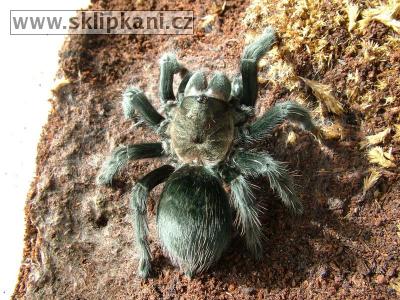 Aphonopelma-caniceps