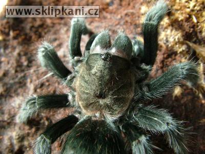 Aphonopelma_caniceps