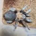 Aphonopelma caniceps