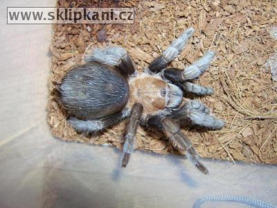 Aphonopelma-caniceps