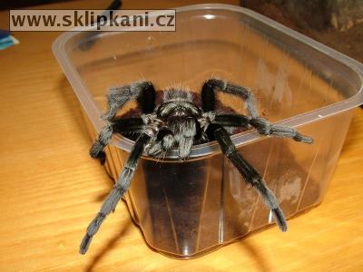 Aphonopelma-caniceps