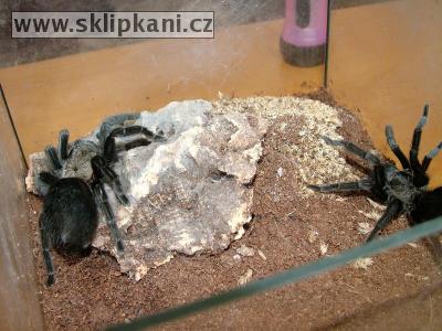 Aphonopelma_caniceps