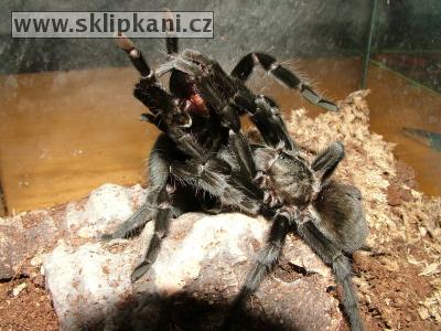 Aphonopelma-caniceps