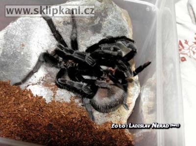 Aphonopelma-caniceps