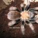 Aphonopelma chalcodes