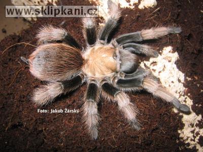 Aphonopelma_chalcodes