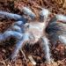 Aphonopelma crinirufum