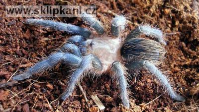 Aphonopelma_crinirufum