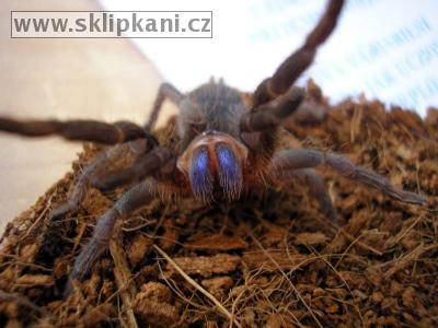 Aphonopelma_crinirufum