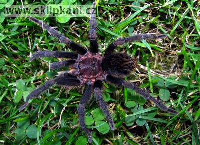 Aphonopelma-crinirufum