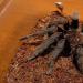 Aphonopelma crinitum