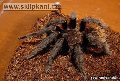 Aphonopelma_crinitum