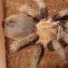 Aphonopelma crinitum