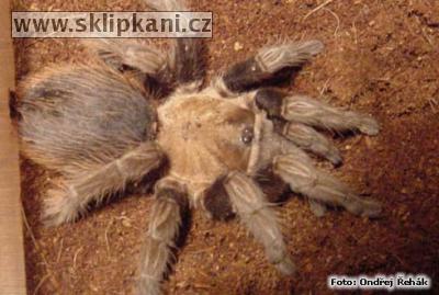 Aphonopelma-crinitum