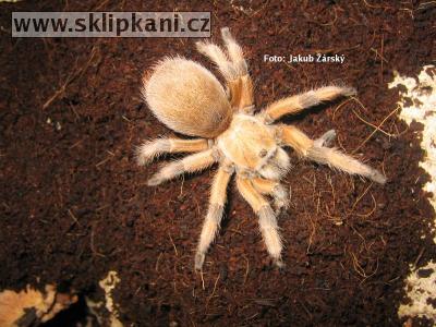 Aphonopelma-moderatum