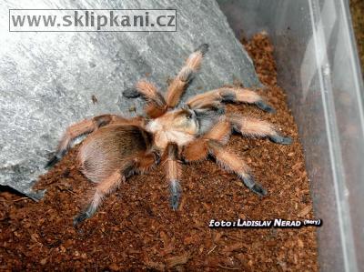 Aphonopelma_moderatum