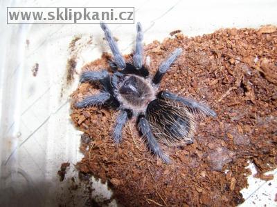 Aphonopelma-pallidum