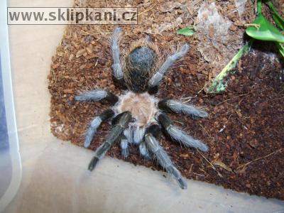 Aphonopelma_pallidum