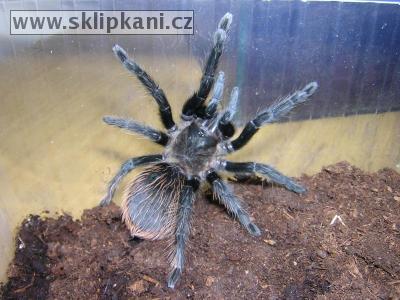 Aphonopelma-pallidum