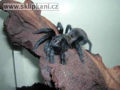 Aphonopelma_pallidum