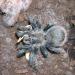 Aphonopelma pallidum