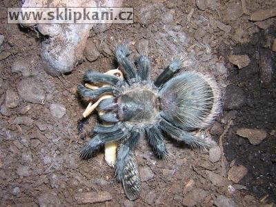 Aphonopelma_pallidum