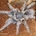 Aphonopelma seemanni