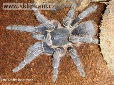 Aphonopelma-seemanni