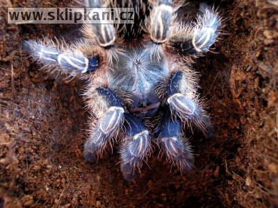 Aphonopelma-seemanni