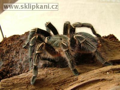 Aphonopelma_seemanni