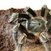 Aphonopelma seemanni