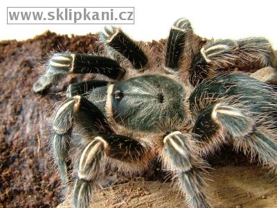 Aphonopelma-seemanni