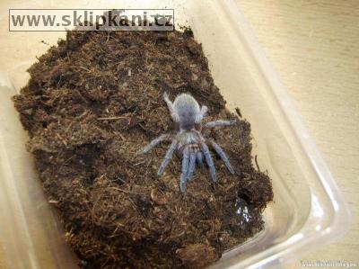 Aphonopelma_seemanni