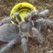 Aphonopelma seemanni