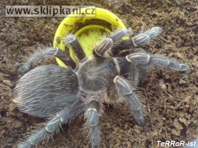 Aphonopelma-seemanni