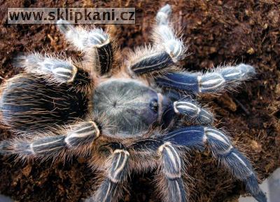 Aphonopelma_seemanni