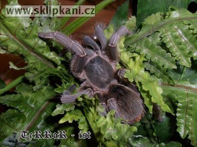 Aphonopelma_seemanni