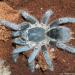 Aphonopelma seemanni