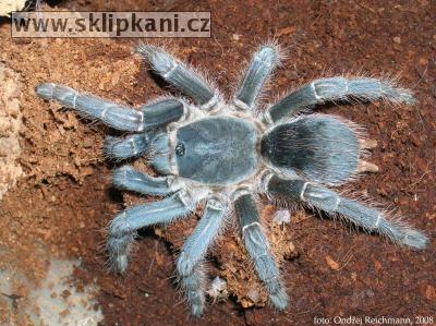 Aphonopelma_seemanni