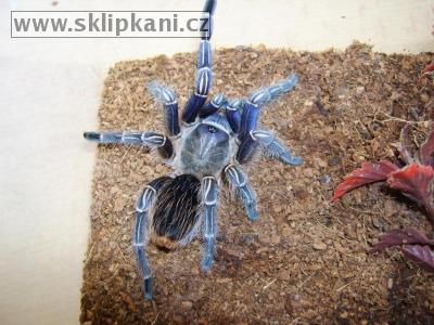 Aphonopelma-seemanni