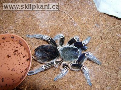 Aphonopelma-seemanni