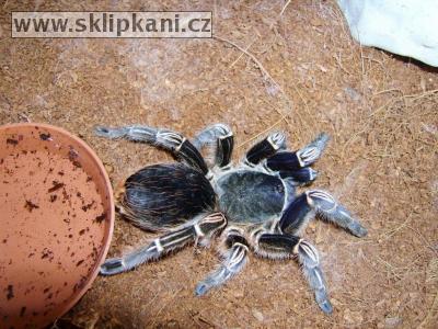 Aphonopelma_seemanni