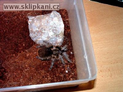 Aphonopelma_seemanni